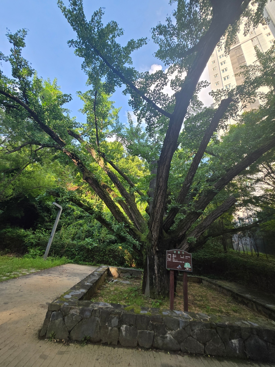 40. 은행나무 보호수 (촬영 2026.7.11).jpg