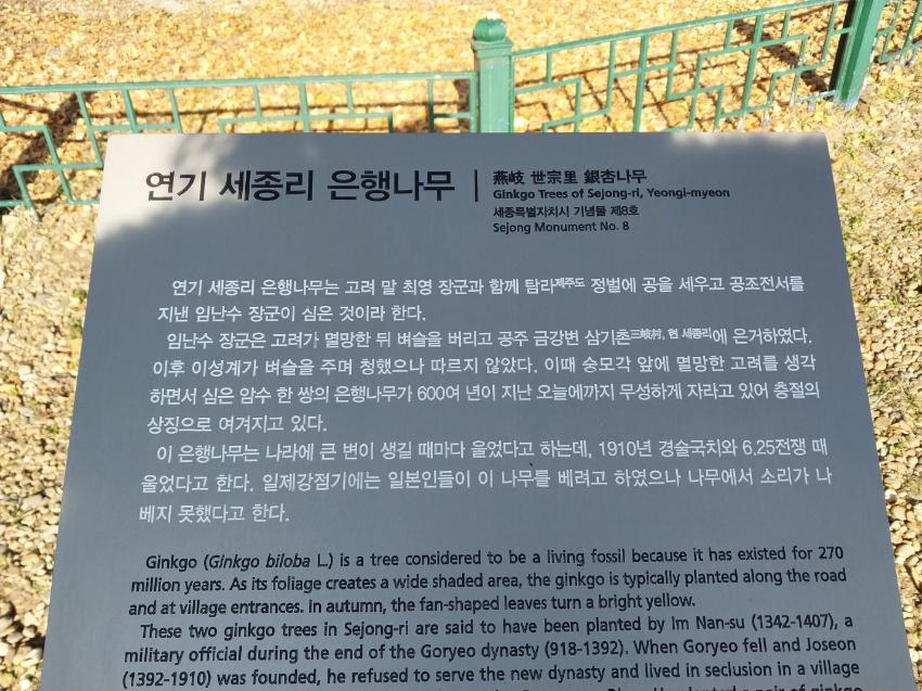 비석에 적힌 세종리 은행나무에 대한 설명